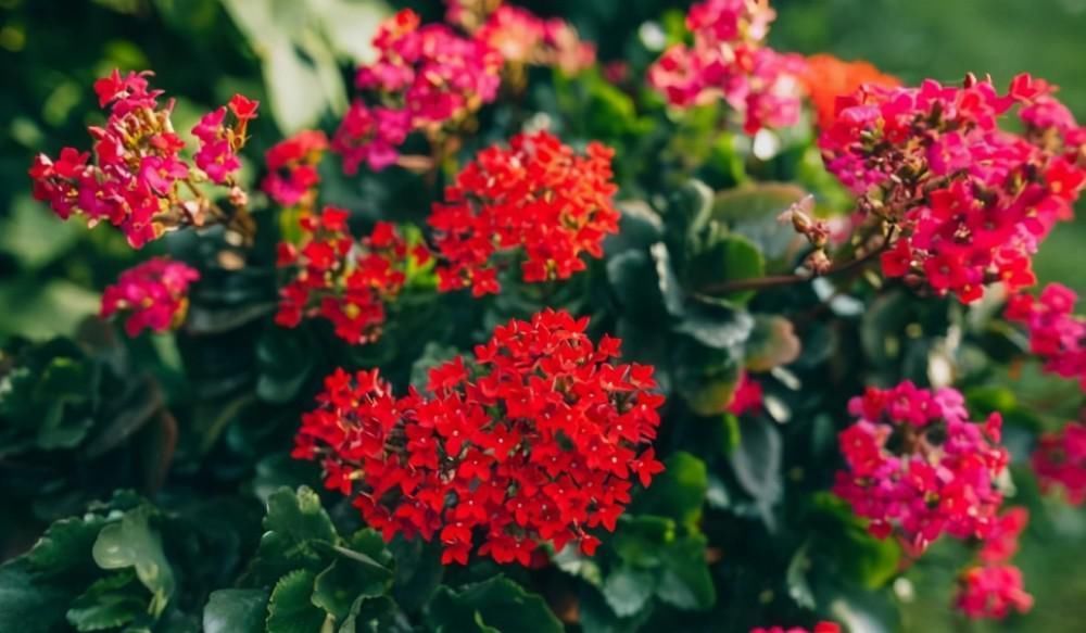 老单红|长寿花的品种越来越多,老单红却被淘汰,开花红艳为何不招人喜欢