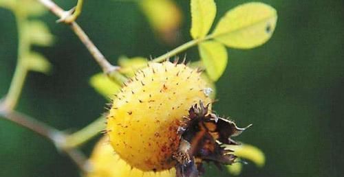 抗衰老|女人抗衰老不一定要打玻尿酸，多吃这几样食物，排毒养颜更年轻