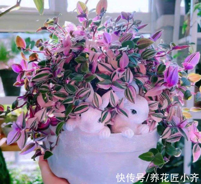 6种绿植不一般，叶片比“花”还好看，家里养一盆，特有“范”