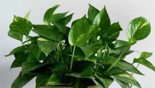  花开满|养花不会养，盆里埋点它，从不烂根，叽里咕噜花开满盆，花团紧簇