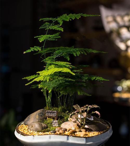 家里光照差?就养此花,耐阴好养,书香味十足,摆上一盆很上档次