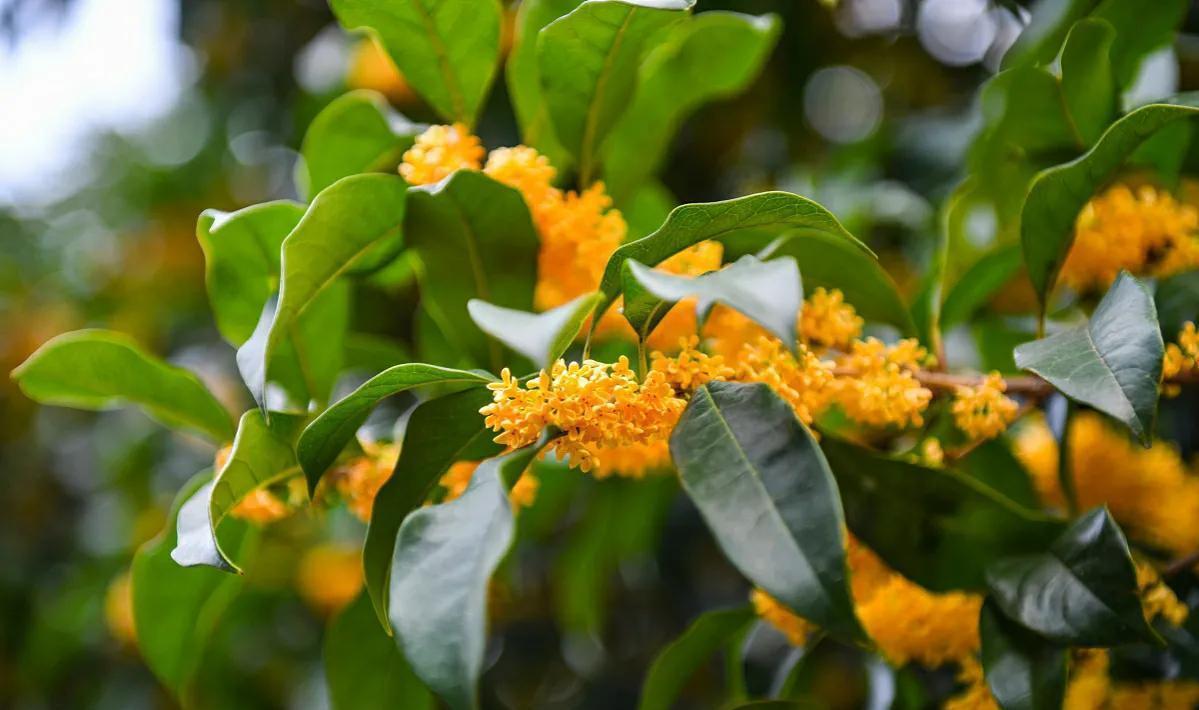 桂花树不开花，找对原因巧改善，开花又多又香不会难