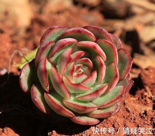 喜欢养多肉得选漂亮好养的,这12款东云系,唯美霸气度夏容易