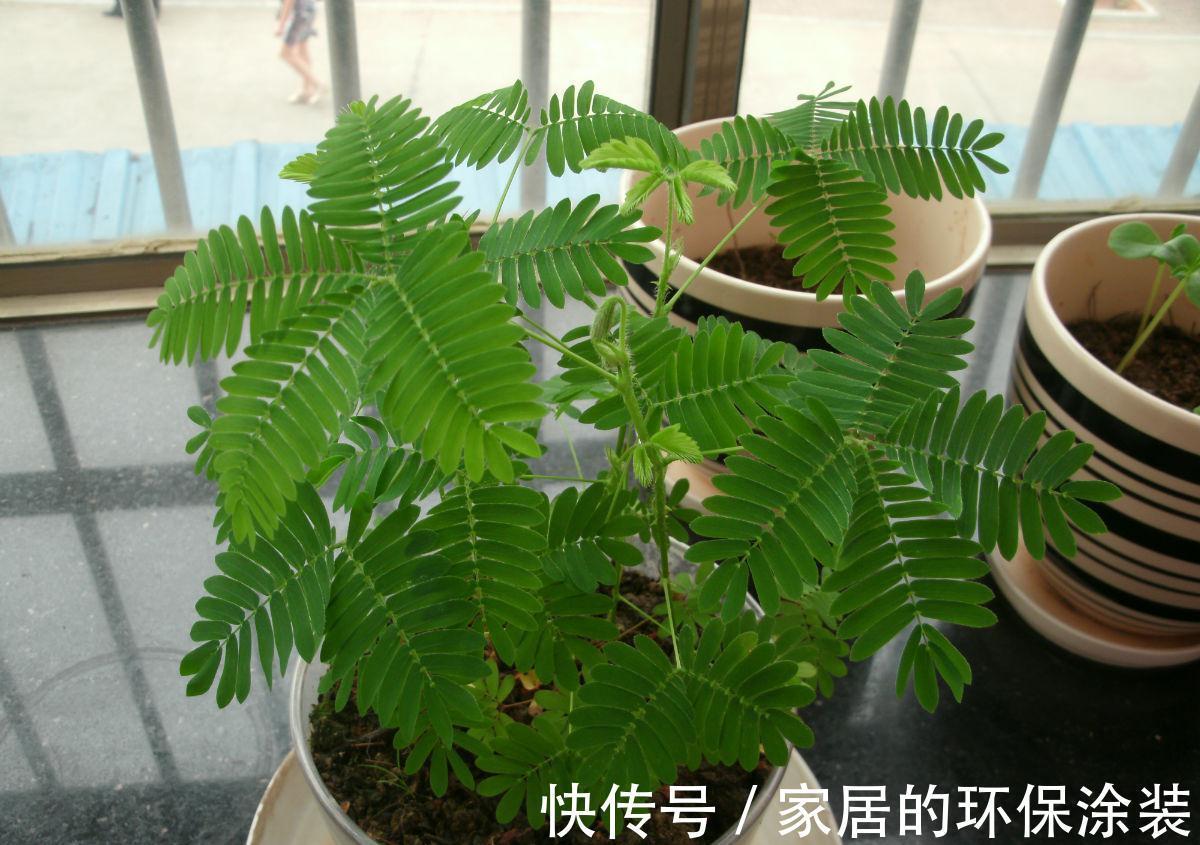 不起眼的紫药水,原来掌握住用法,养花有这么多好处