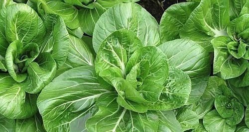 叶酸|女性常吃5种天然食物，子宫干净了，皮肤细腻光滑，告别妇科病