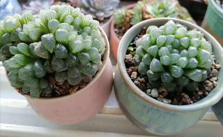 观音莲|90后川妹子的“丑肉”逆袭记!时光不弃,多肉常在!