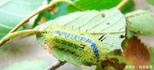 被“洋辣子”蜇了怎么办?老农:别着急,解药就在它身上