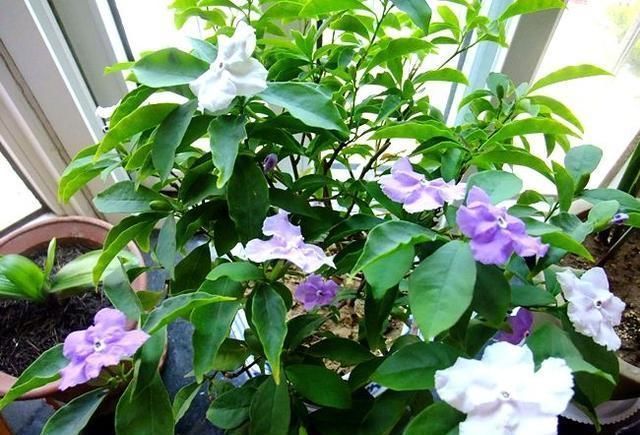 养双色茉莉,做好“3件小事”,一棵开100朵,连续开花,又香又美
