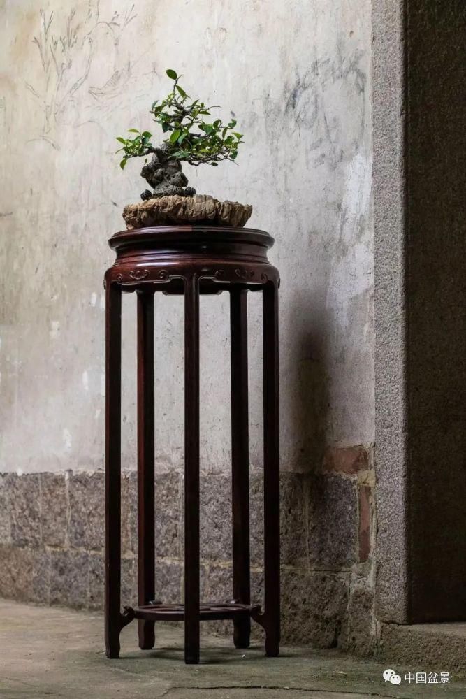 盆景,到底玩什么?