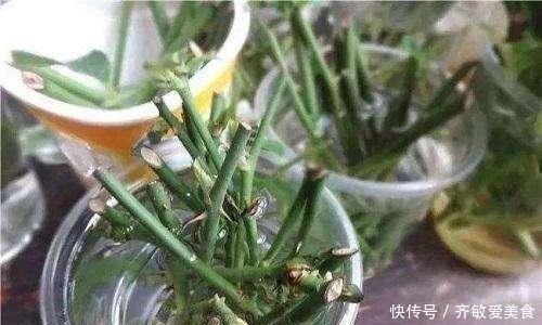 生根剂不用买,用家家都有的“小东西”,2分钟就能制出来