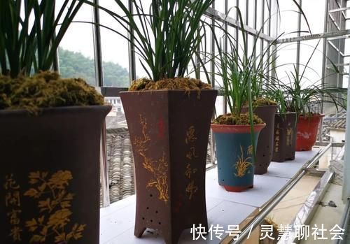 兰花什么时候必须换盆？这3种情况，只有换盆才能成活