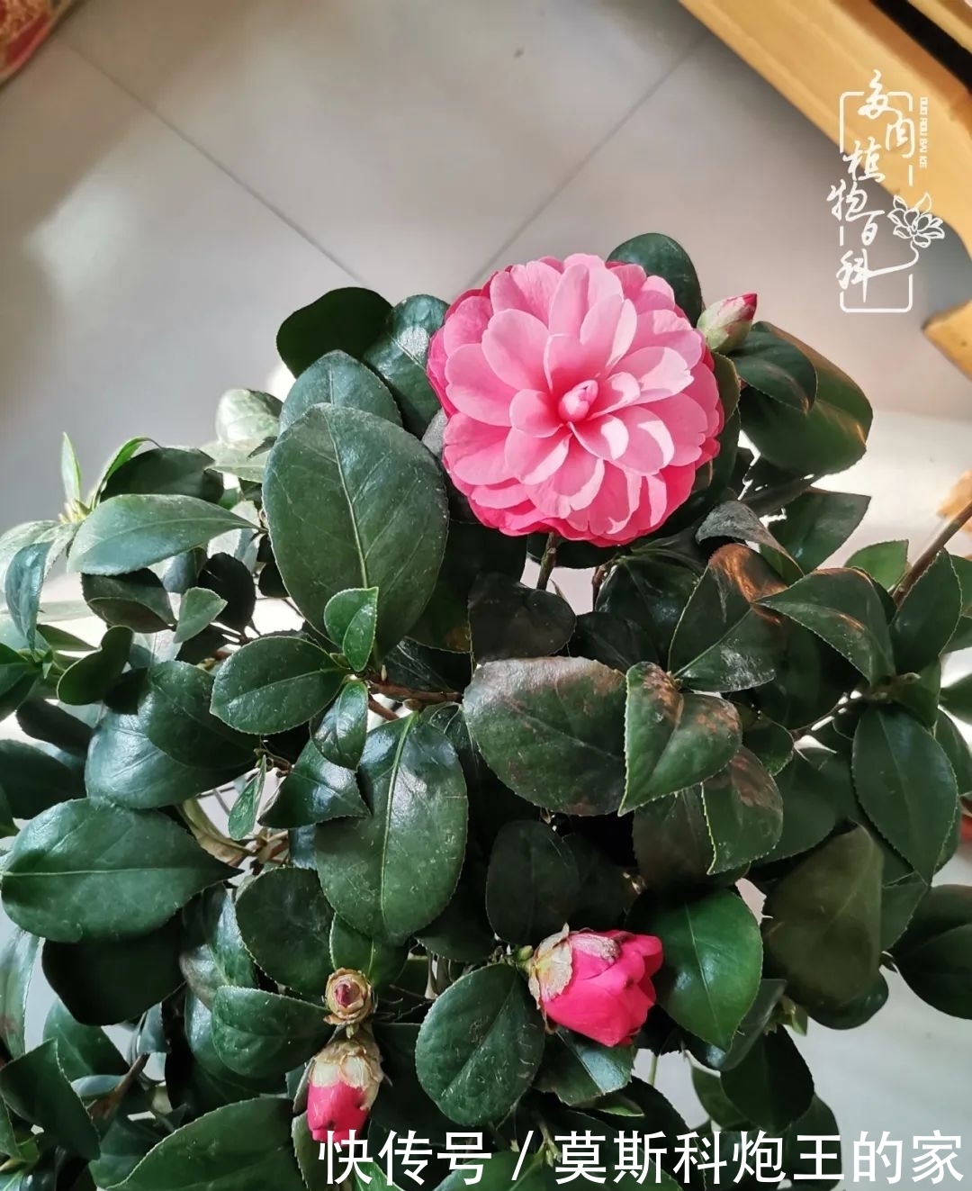 回顾令人难忘的2020年!2021,我定不负美肉不负众望!