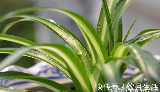 吊兰有“三怕”，避开不黄叶，野性足“猛抽穗”，一年长成绿瀑布