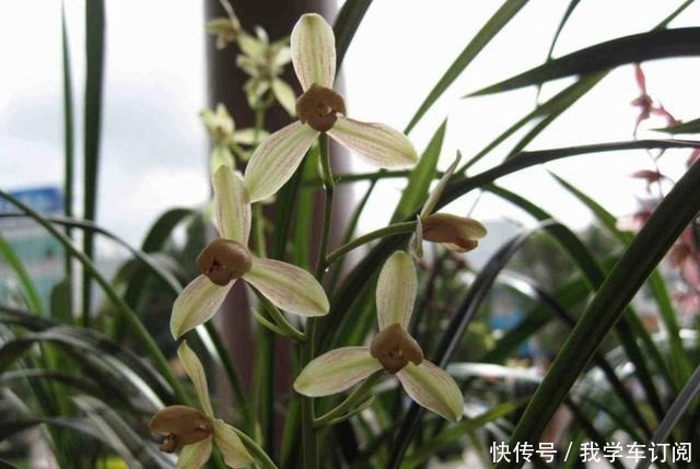 兰花土加“一料”,远离三怕,花苞“咕嘟”冒,开花一茬接一茬!