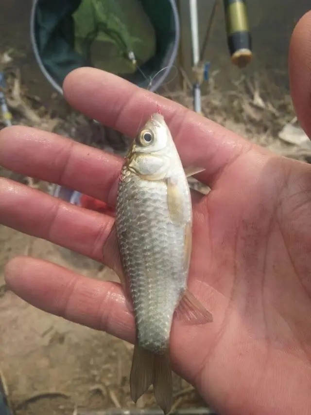 冬天越冷鲫鱼就越大吗?老钓友零下4度实战检验!