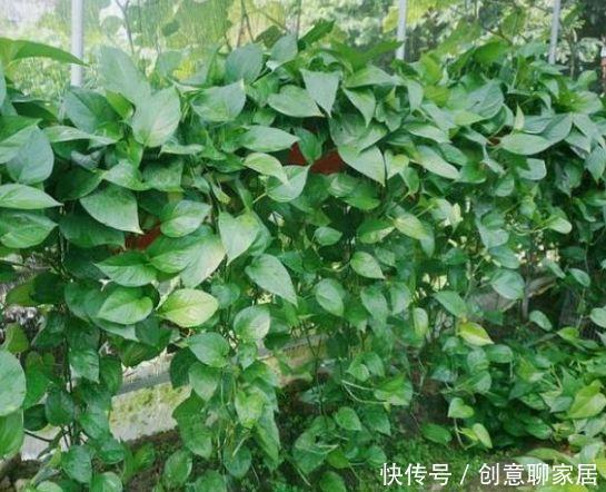 最适合新手养的4种花,沾土就能活,漂亮好养!