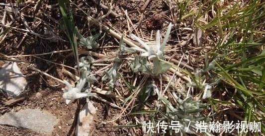 小花|1种野草称“牛不吃”，对“青春痘”有奇效，如今50一斤也难买