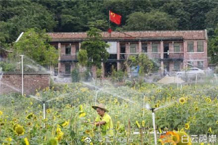 花海|靓到飞起！白云这里有一大片向日葵花海~