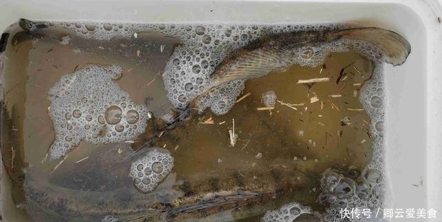 凶猛梭鲈鱼入侵山东多地,临沂钓鱼人:钓了几条,以为是鳜鱼