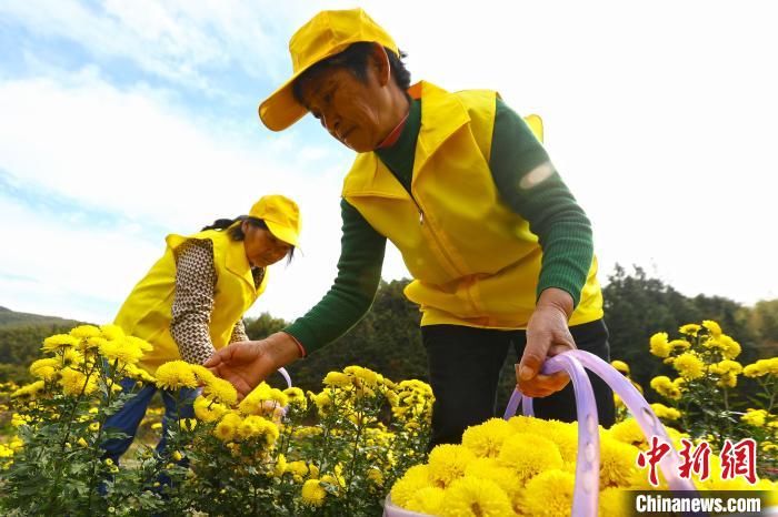 菊农|初冬时节江西南昌百亩高山皇菊进入盛花期