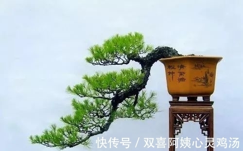 马尾松|徜徉盆景40余年的“盆景迷”