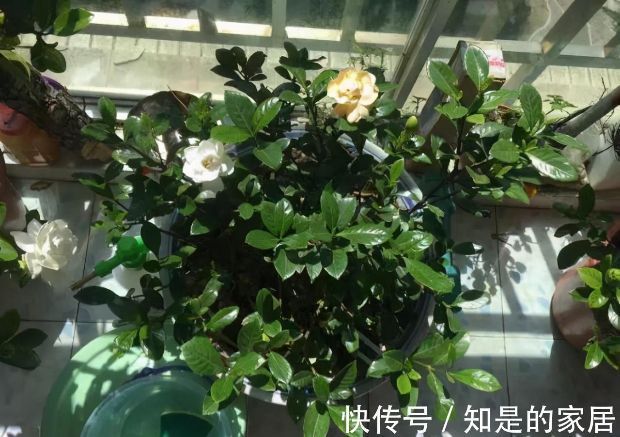 软腐病|5种花美则美矣，就是不好养，没有四五年的养花经验，越养越闹心