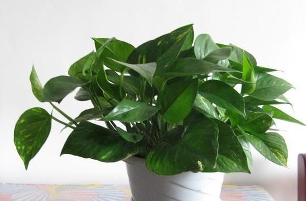 家里不够向阳,想养花怕养不好,那这几种花值得入手