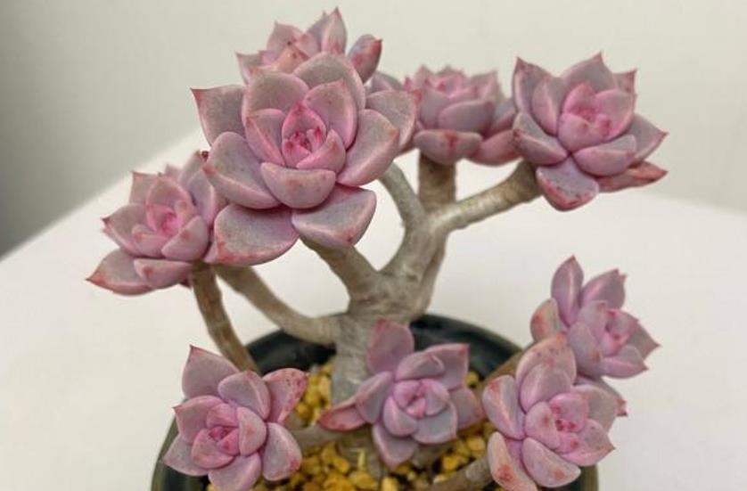 红粉佳人|养不好多肉,试试养一株红粉佳人,叶片粉嫩养成小老桩,适合新手