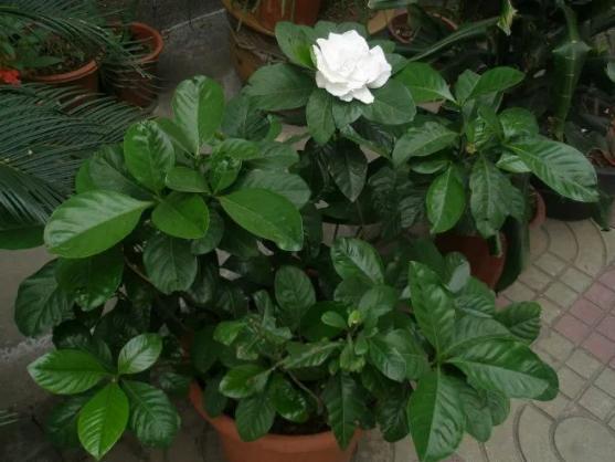 废油|厨房里这3样垃圾,废油、鸡蛋壳、淘米水,拿来养花效果一级棒