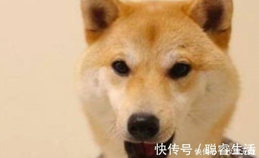 |趣味段子：能给你们带来欢乐，是我的荣幸！