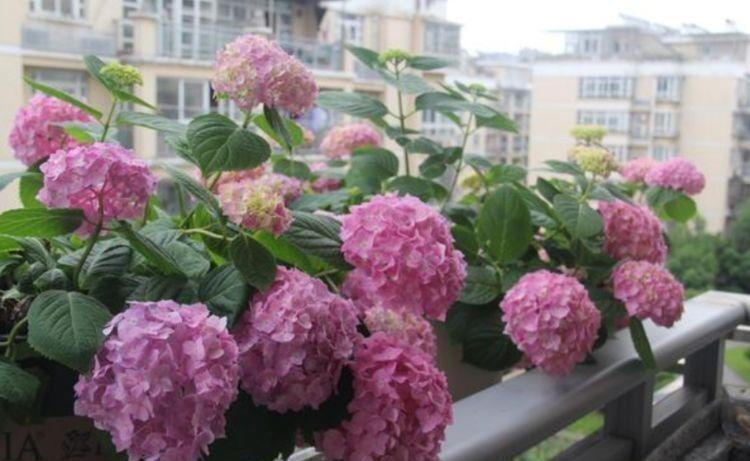 3种花养在庭院美极了,花大色艳真漂亮,长势好开花多