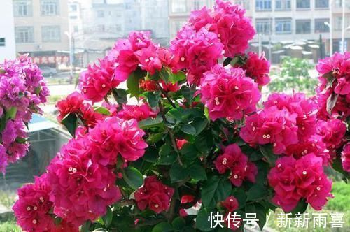 爆盆|三角梅最好养,只需每月倒点“它”,还“剪几刀”,轻松开爆盆!