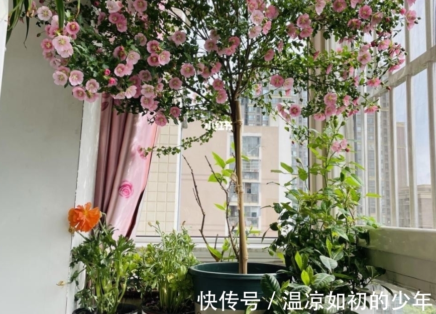 直射光|这花是名副其实的“开花机器”,秋冬盆栽,落实好4点花开不歇