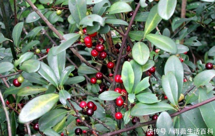 农村|农村常见的野果子,长相似樱桃,儿时当零食,今一斤50元抢着买