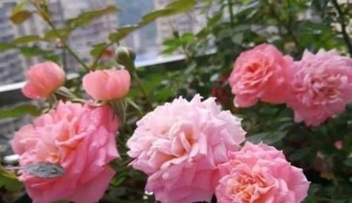 值得|此款月季花,不输果汁阳台,四季有花赏,比绿萝养好,值得拥有
