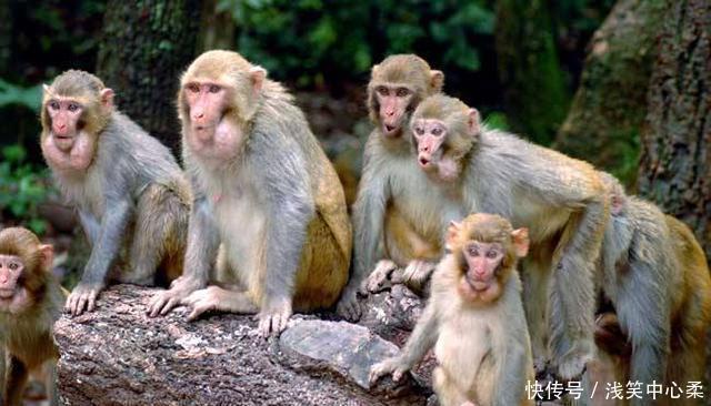 难怪|在孙悟空之前的一任弼马温是谁难怪知道真相的孙悟空大发雷霆