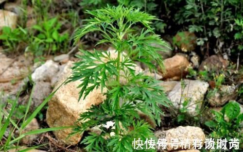 草本|它不是杂草，如果长在你家路旁，那是福气，别不知