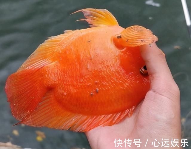 罗非鱼|这鱼在漠阳江快泛滥了,钓鱼人:到处都是,所幸还好吃