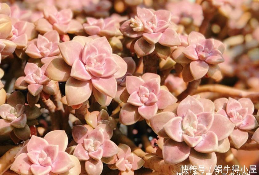 牙签|多肉叶插苗8个月了还跟牙签一样,怎么才能让它长粗和长好看呢?