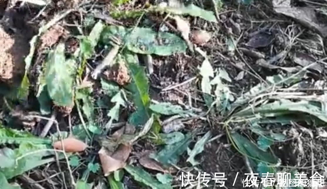 草药皇后|农村这植物被称为“草药皇后”根茎极为珍贵,外面一斤20元