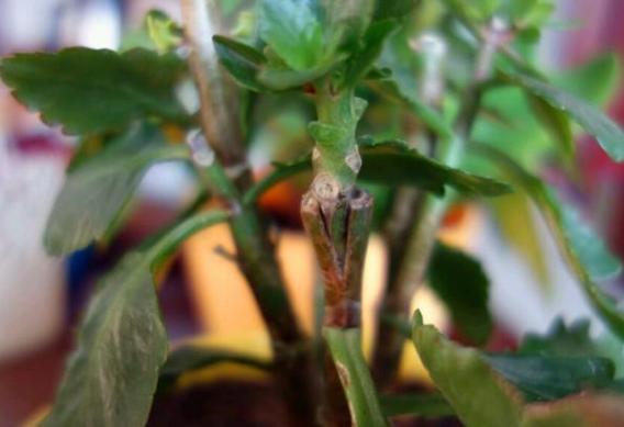 嫁接长寿花:如何让盆栽开出多色花?5步操作,花开美如圣诞树