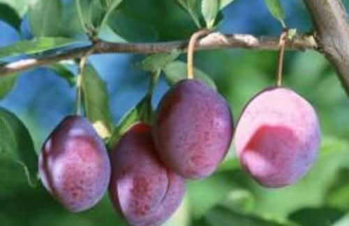 保护视力|食物养生很重要，三种食物坚持吃，营养丰富，补血安神，保护视力