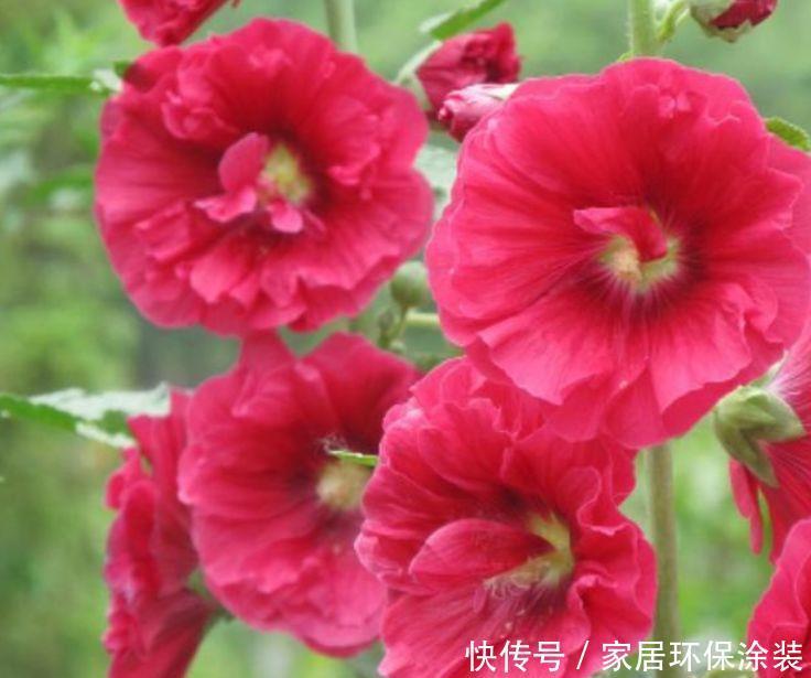 家养几款植物,养在阳台,轻松开出花海,绚烂多彩