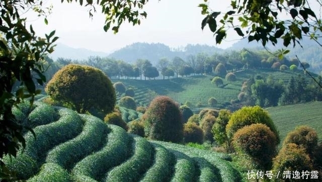 整个朋友圈都在晒的春阳茶景，原来私藏在这个江南隐逸古镇