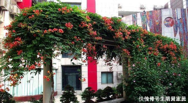 养10盆花不如种棵“树”一年花开170天，黑，吉，辽，冻不死