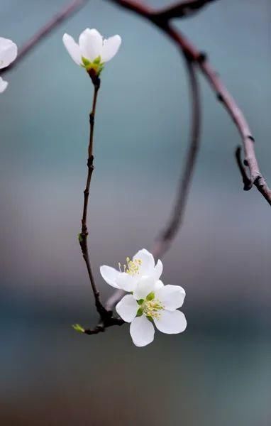 延吉街头桃花春色暖先开