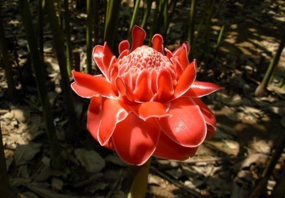 喜欢菊花，不如养盆“菊中精品”天人菊，花开成簇密集如球