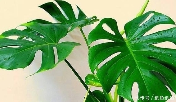 这4种花最喜欢喝水,越是水多越容易爆盆,赶快看看你家有没有