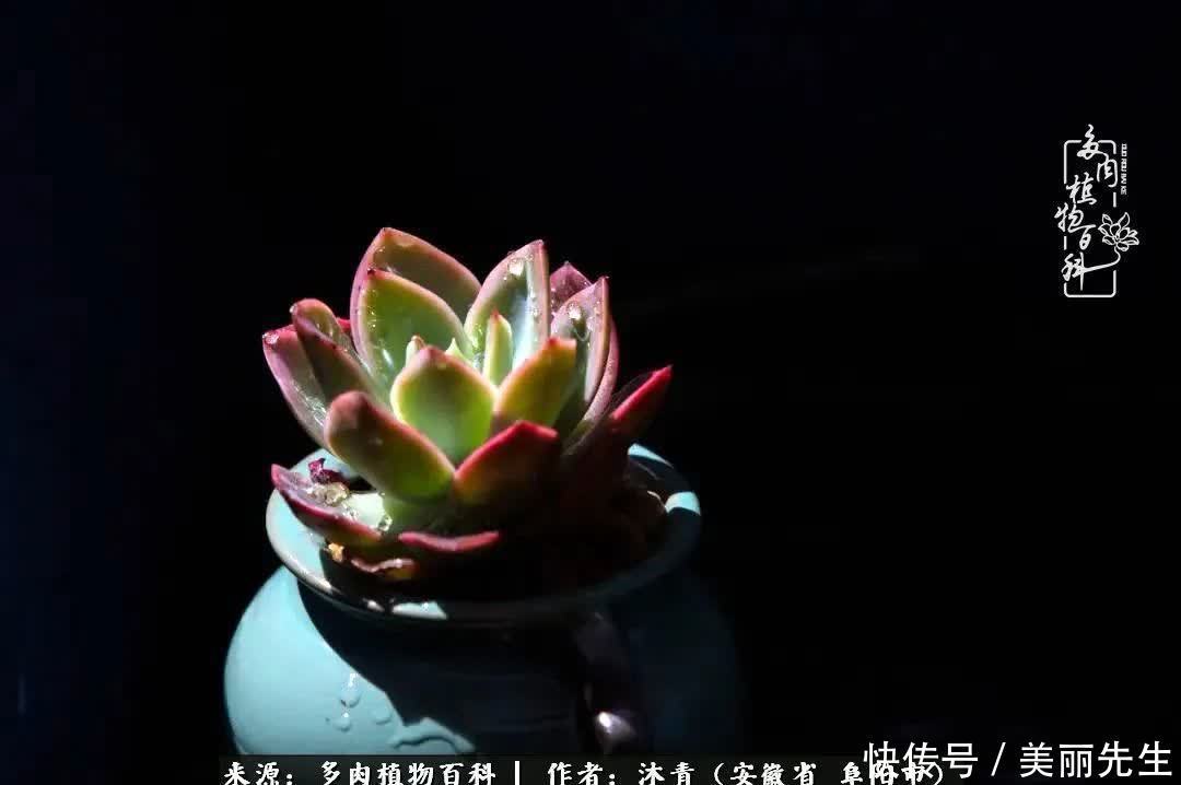 多肉——入了我的时光画卷!