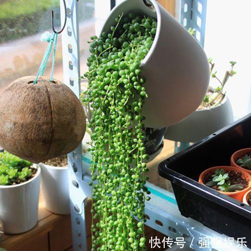 吊兰|3种多肉能养成“吊兰”，随便扔盆里“生根、发芽”，轻松爆盆